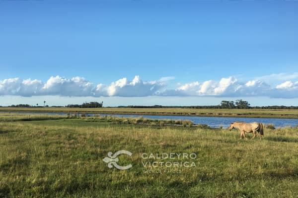 13 hectáreas. Chacra en Rocha Uruguay